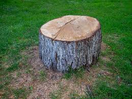 Best Palm Tree Trimming  in Carthage, TN