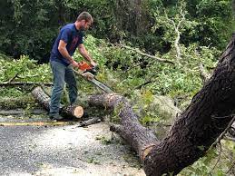 Best Tree Trimming and Pruning  in Carthage, TN
