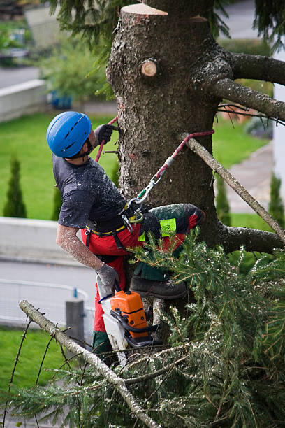 Best Organic Lawn Care Solutions  in Carthage, TN