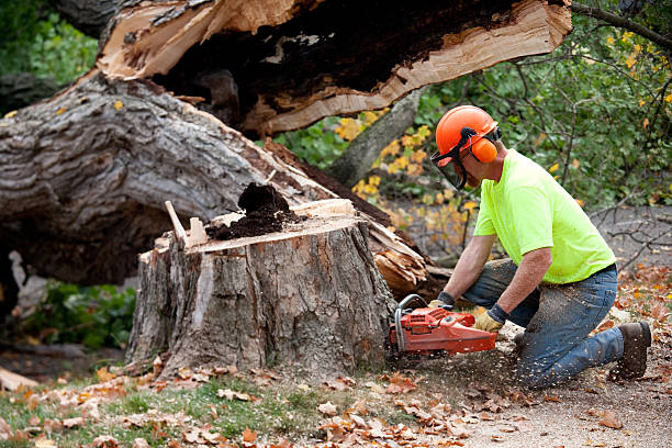 Best Utility Line Clearance  in Carthage, TN