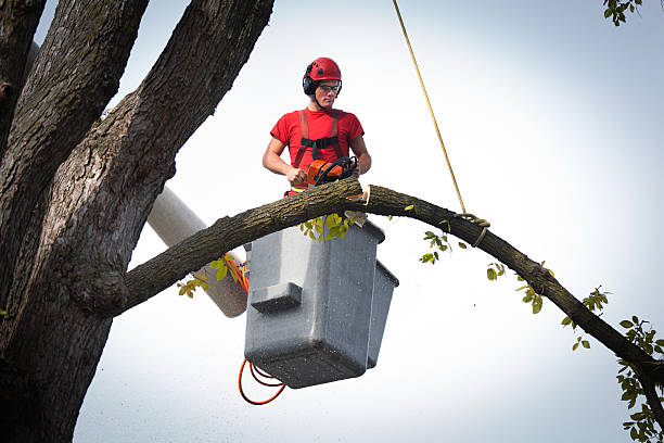 Best Tree Removal  in Carthage, TN