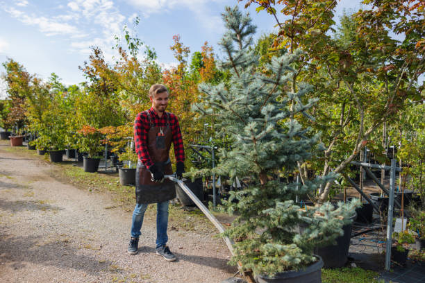 Best Tree Mulching  in Carthage, TN